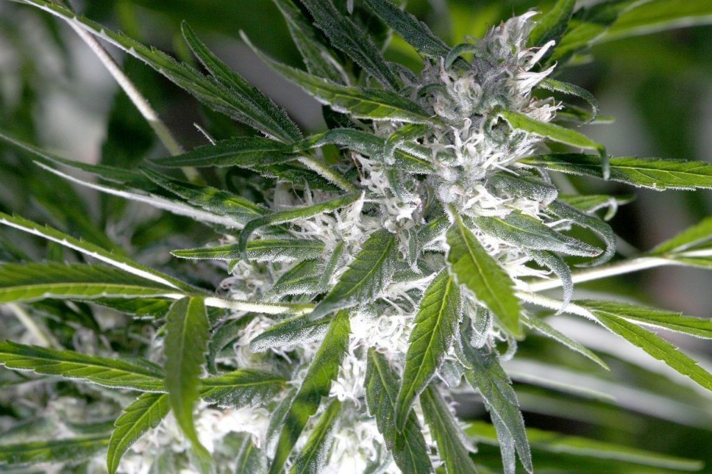 trichomes de plants de cannabis