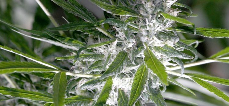 trichomes de plants de cannabis