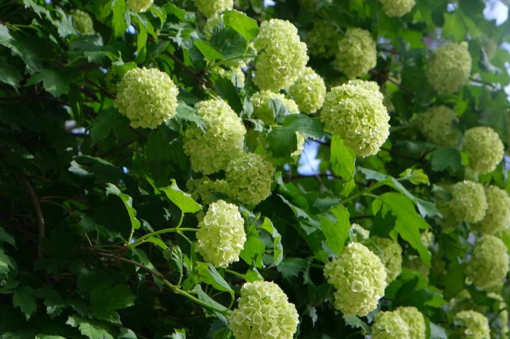 rhodiola-remede-stress